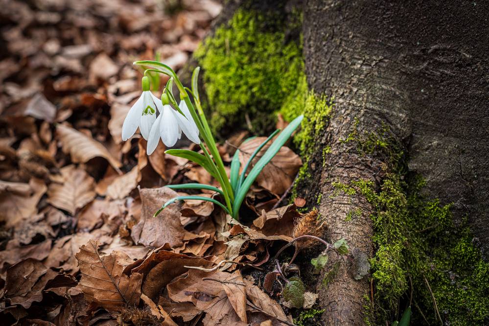 Przebiśniegi w Rezerwacie Parkowe. Fot. Jakub Krawczyk